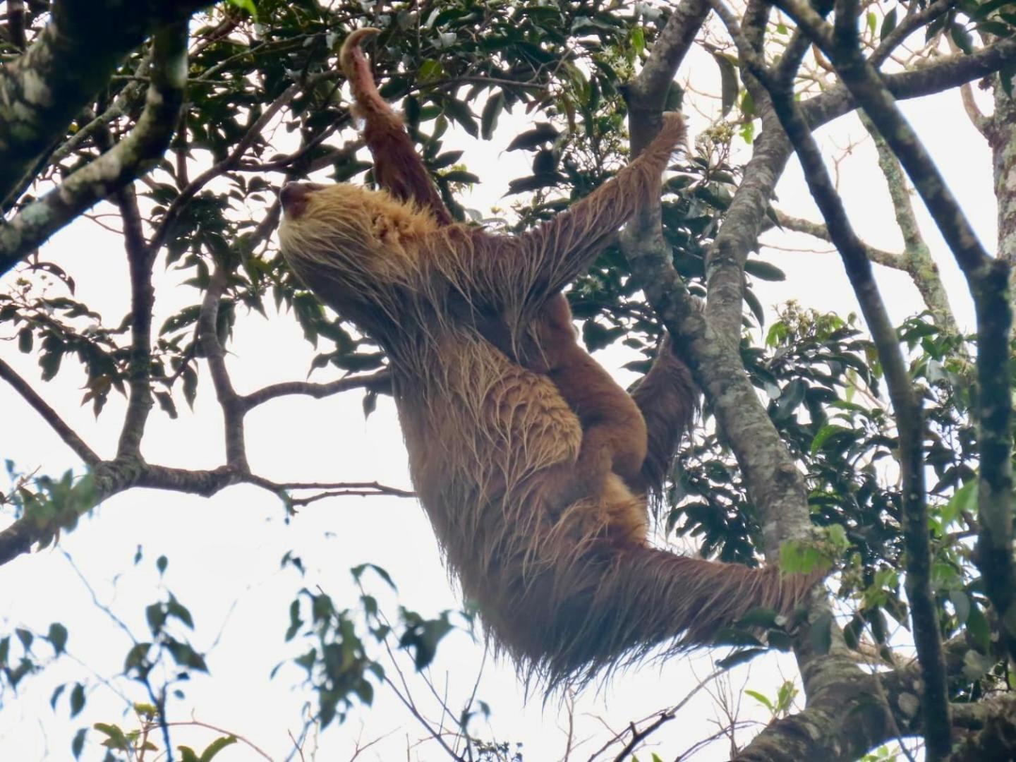 Monteverde Magic Mountain Экстерьер фото