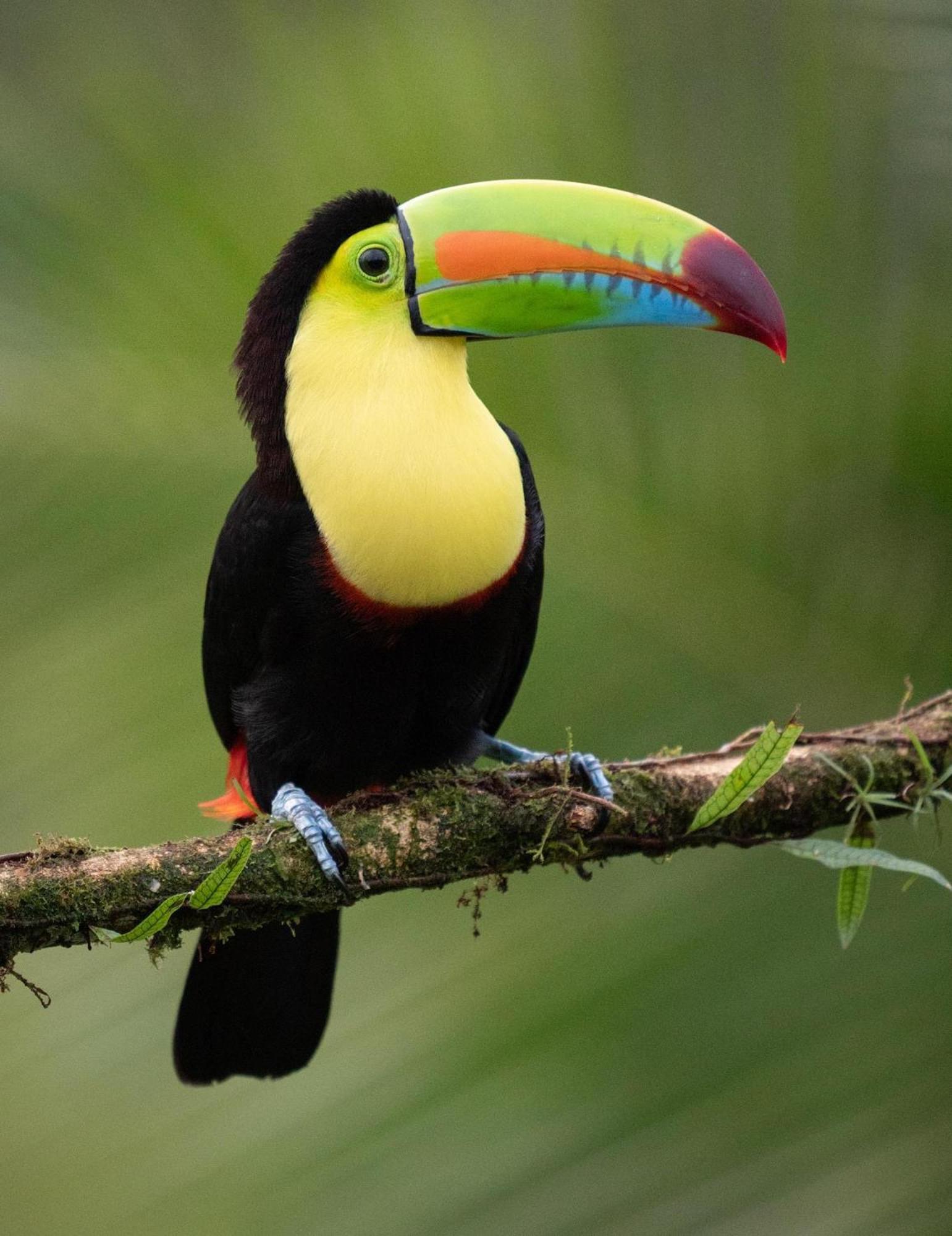 Monteverde Magic Mountain Экстерьер фото
